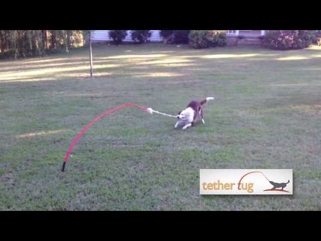 Funny dog toy