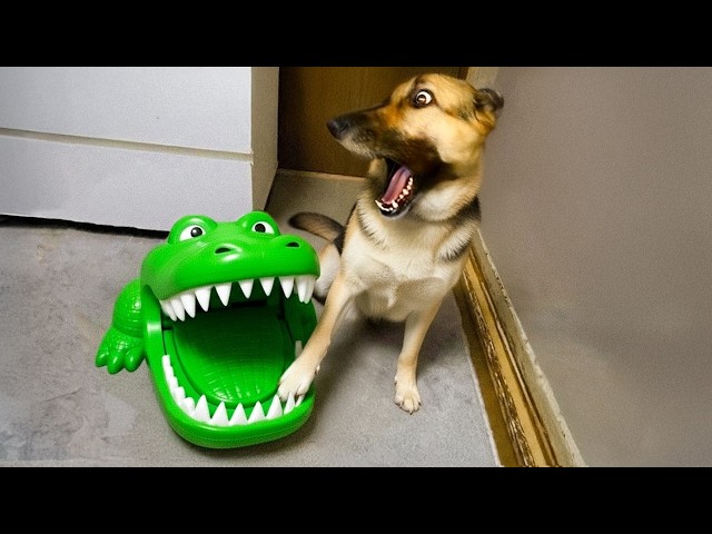 Funniest Animal Moments of 2025