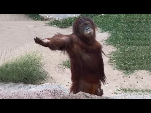 Funny Moments of Monkeys Make Viewers Laugh