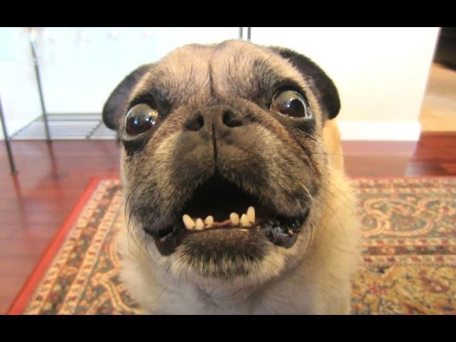 Dog barking funny