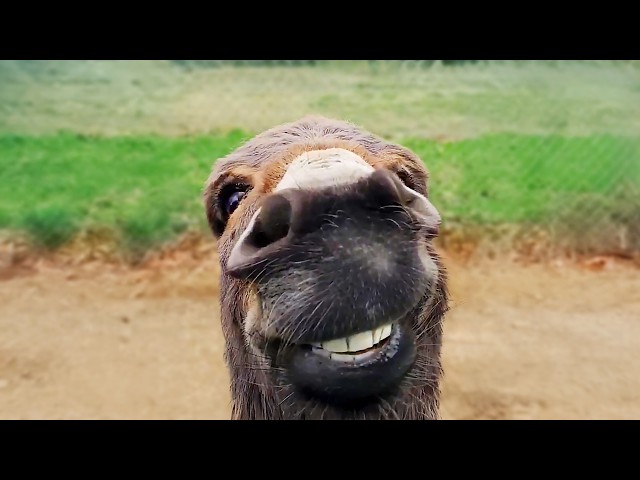 Funniest Animal Moments Featuring Elephants and Goats