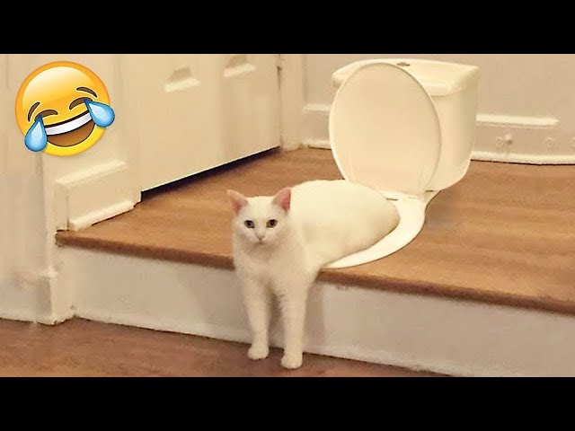 Funny Cats and Dogs Bring Laughter with Crazy Animals