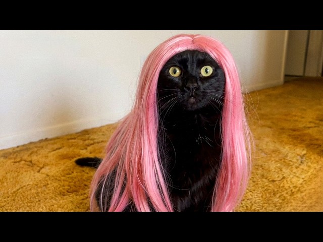 Funny Pets Capture 2026's Wildest Moments
