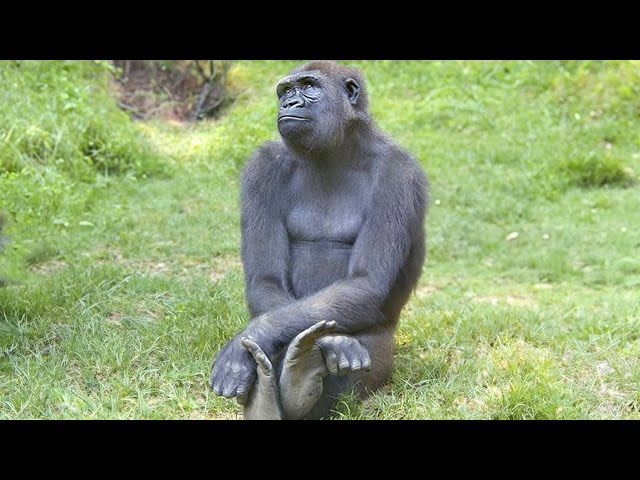 Funny Monkey Antics Compilation for a Smile