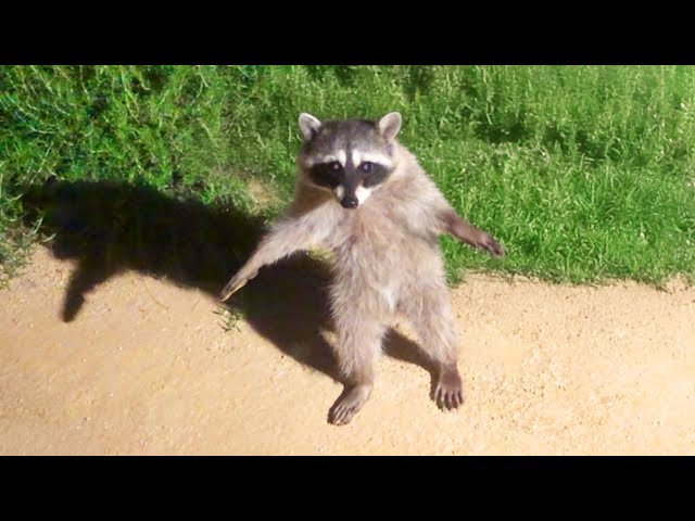 Funny Moments from Animal Videos Part 1
