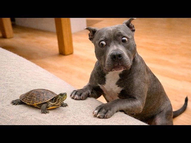 Funny Animal Moments That Get Wild Fast
