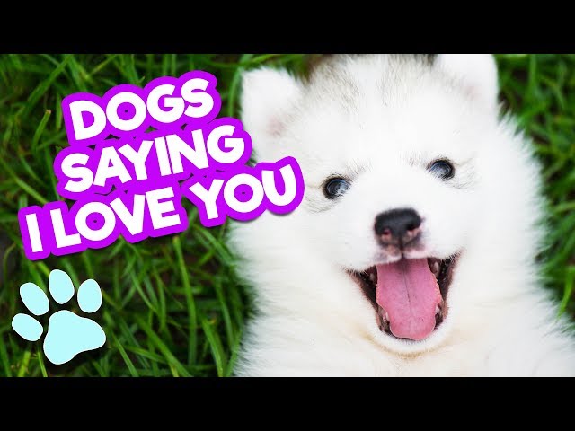 How to say i love you in dog language