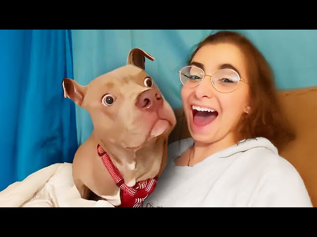 Best Dog Videos 2025