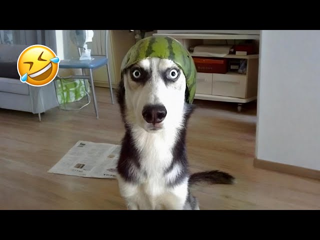 Funniest Cats and Dogs Compilation of 2025