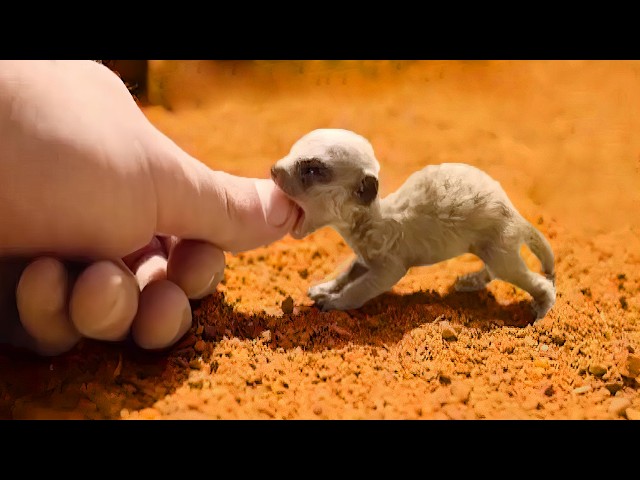 Small and Cute Exotic Animals for Home Companionship