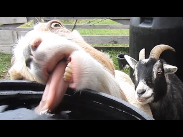 Farm animals share their funniest moments in the pasture.