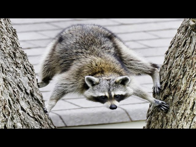 Funny Animals Compilation 2024 – Pets Doing Hilarious Things