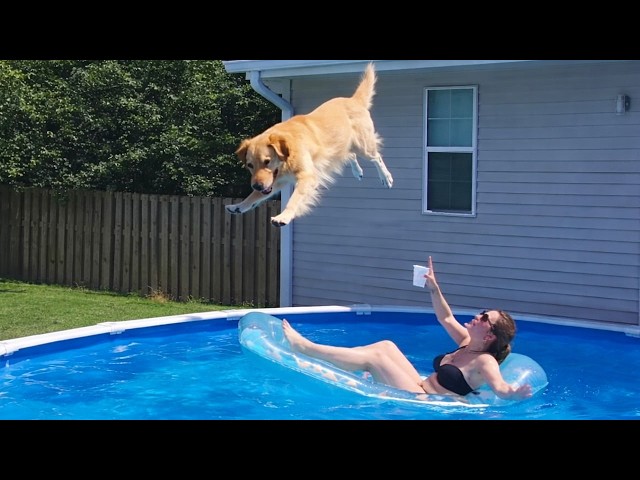 Dramatic dogs and funny cats share chaotic moments