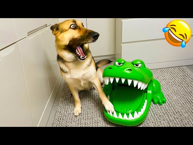 Hilarious Animal Moments That Will Make Everyone Laugh